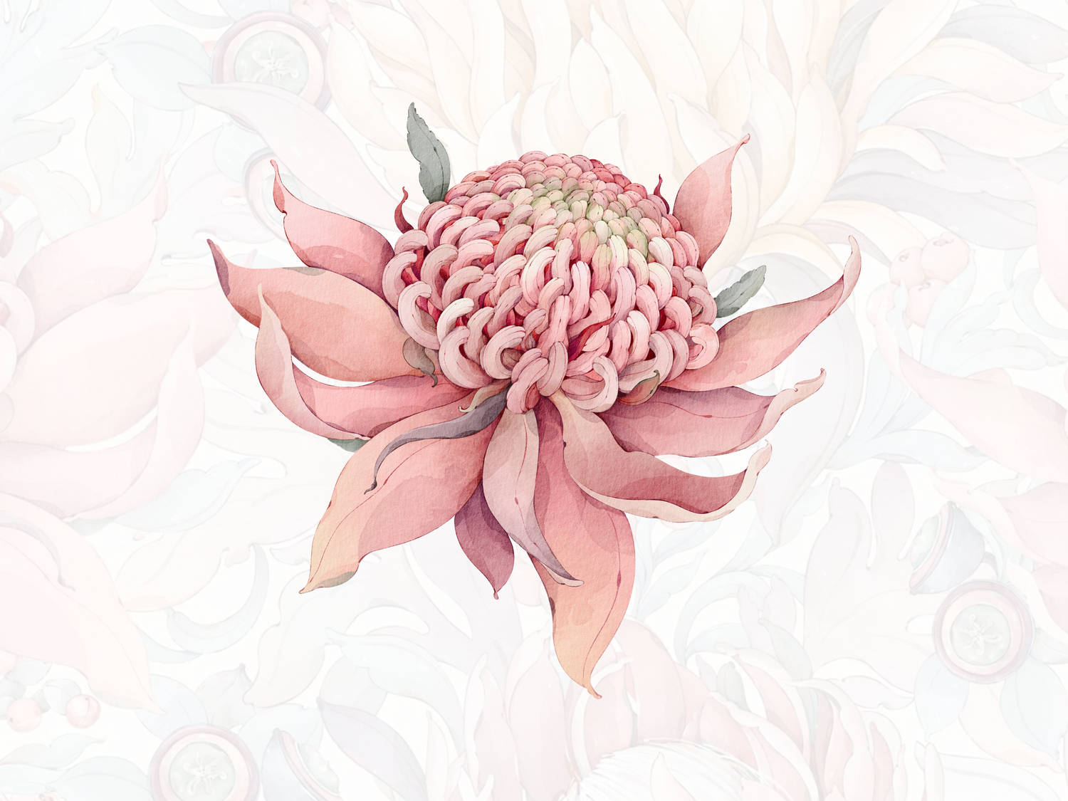 Pearl Banksia